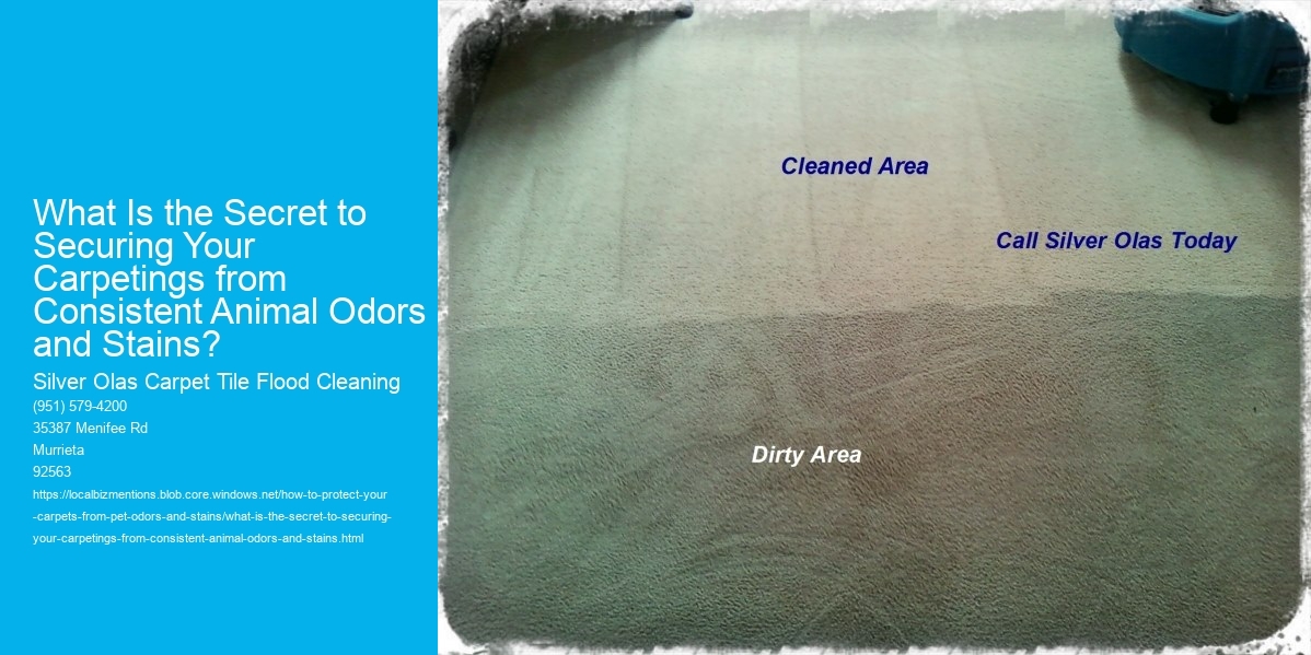 What Is the Secret to Securing Your Carpetings from Consistent Animal Odors and Stains?