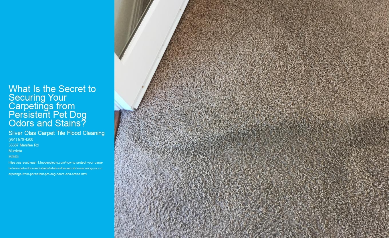 What Is the Secret to Securing Your Carpetings from Persistent Pet Dog Odors and Stains?
