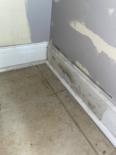 Interpreting Moisture Data for Mold Remediation Strategies