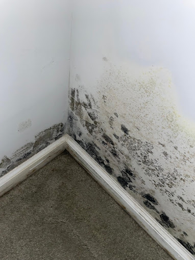 DIY Mold Remediation vs. Professional Mold Abatement