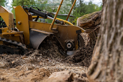 Safety Precautions During Tree Removal.