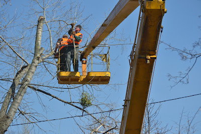 Tree Removal as a Last Resort After Storm Damage