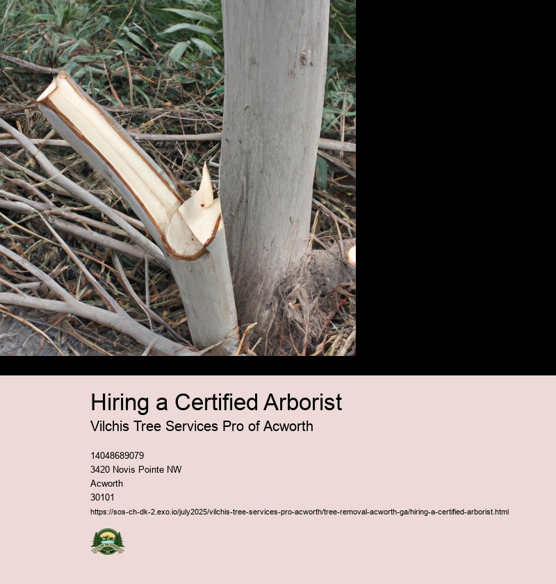 Hiring a Certified Arborist