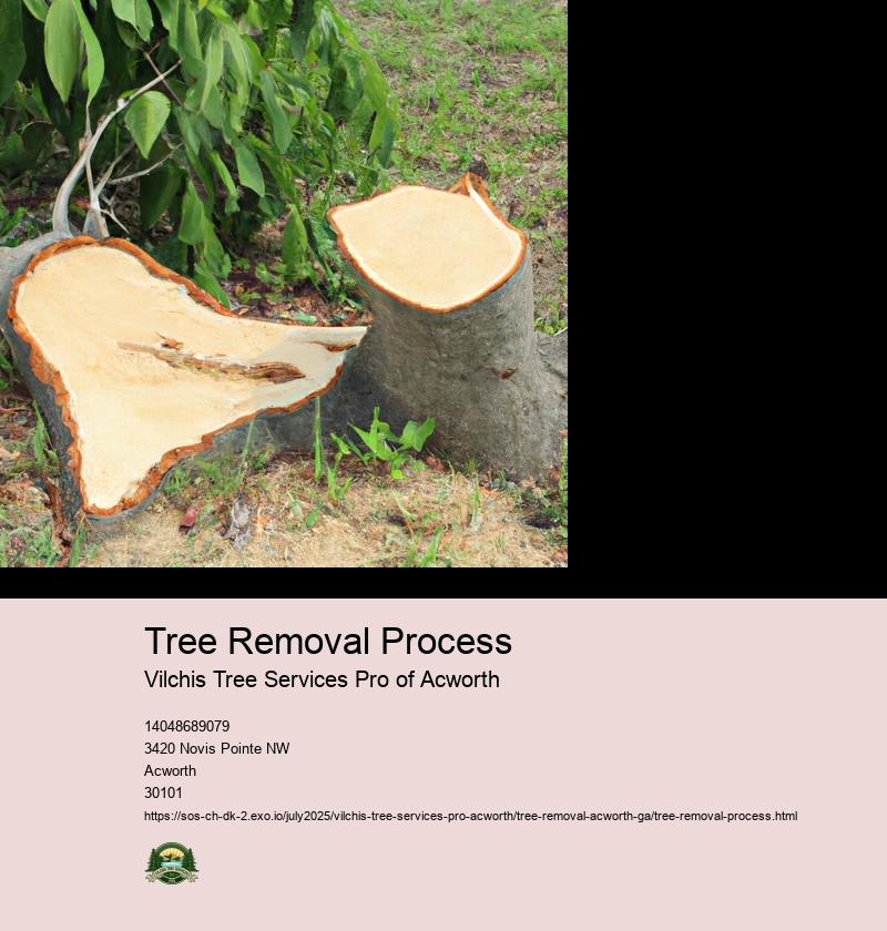 Tree Removal Process