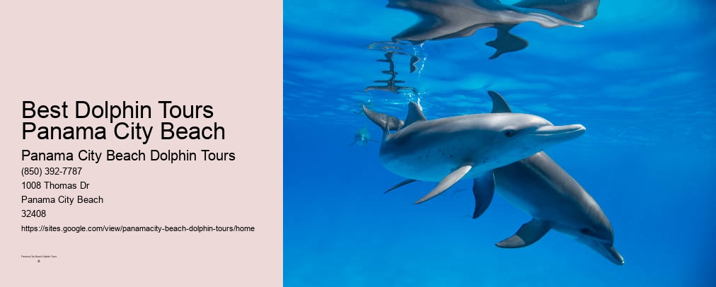 Dolphin Tours Panama City Beach