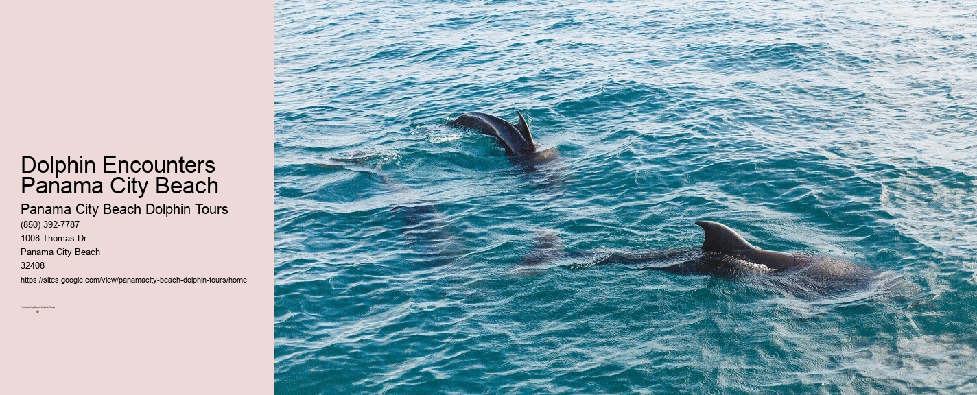 Dolphin Watching Panama City Beach Fl