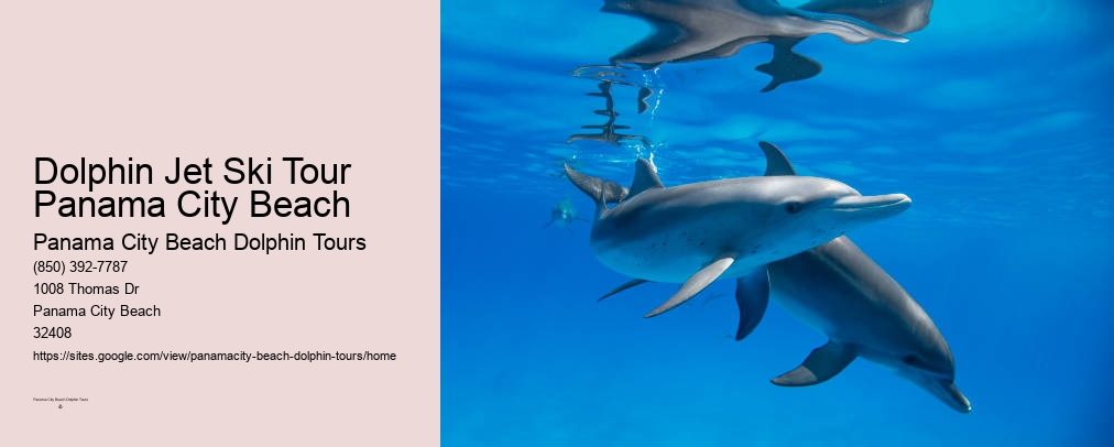 Shell Island Dolphin Swim