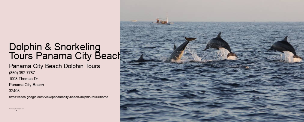 Dolphin Boat Tour Panama City Beach