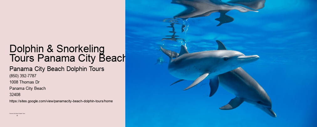 Best Dolphin Tours Panama City Beach