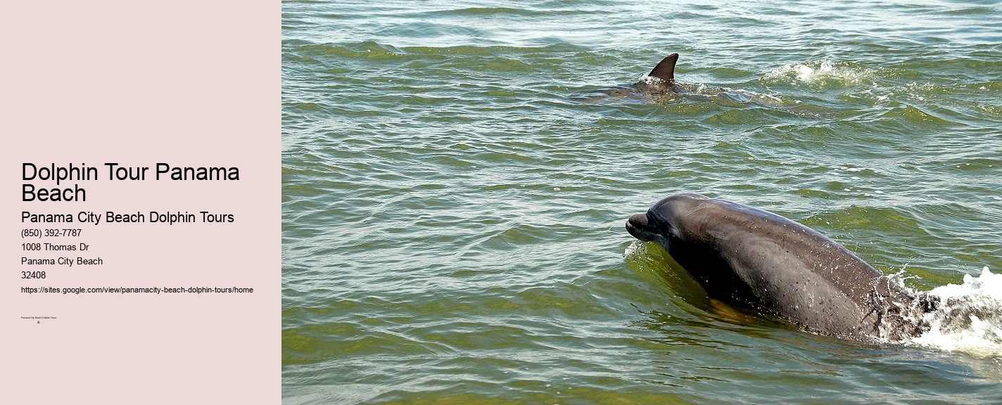 Panama City Beach Dolphin Tours
