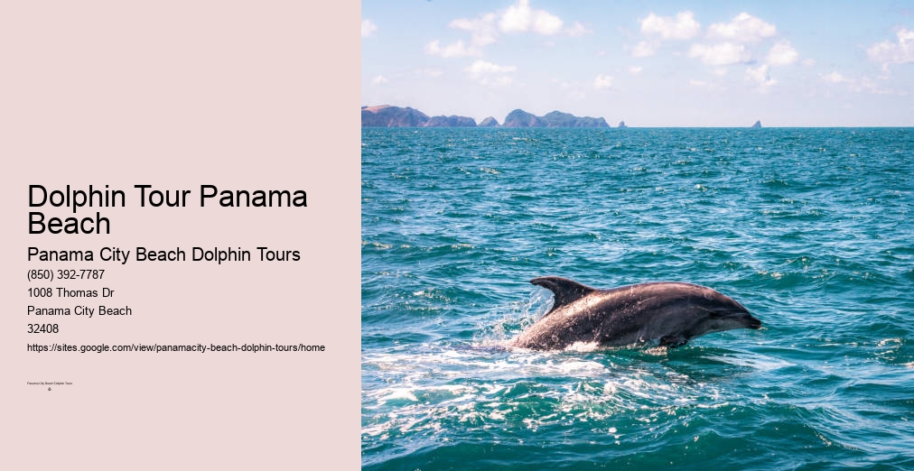 Dolphin Tour Panama City Beach