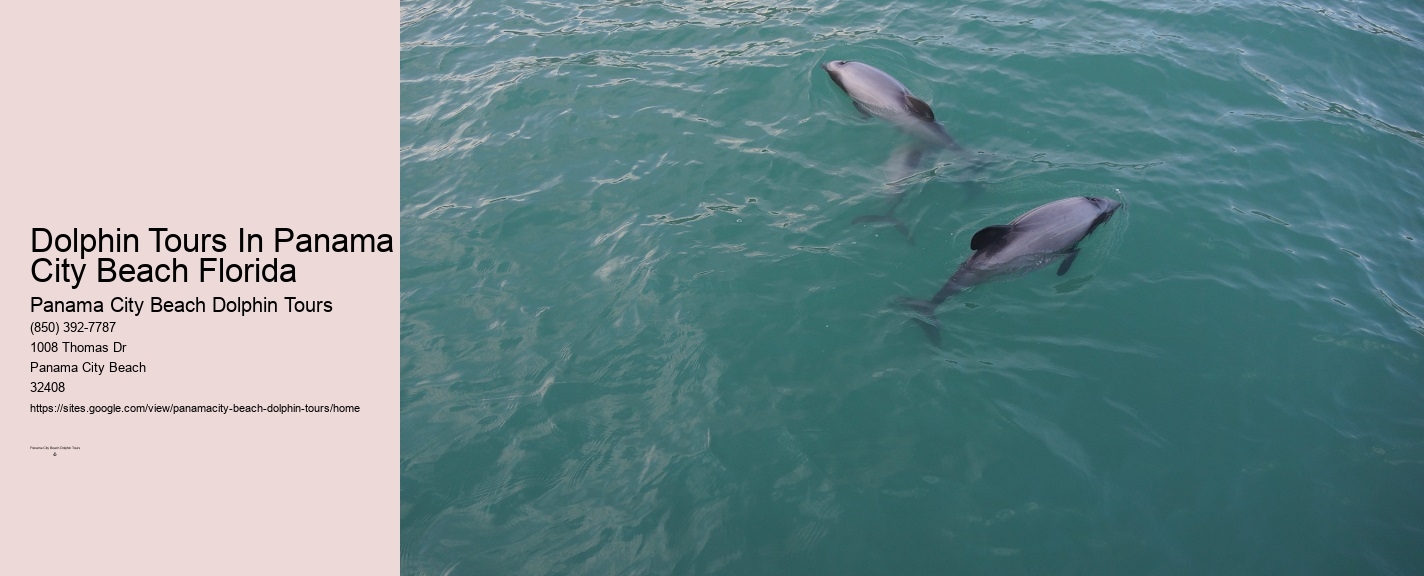 Dolphin Tour Panama Beach
