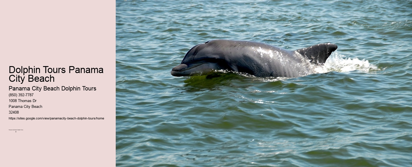 Dolphin Tour Panama City