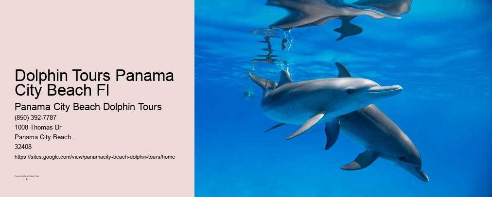Dolphin Tours Panama City Beach Fl