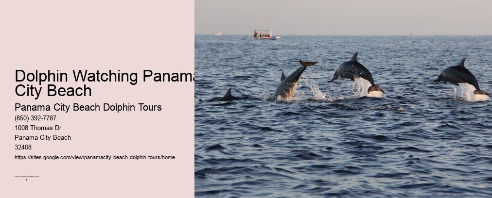 Dolphin Tours Panama City Beach Fl