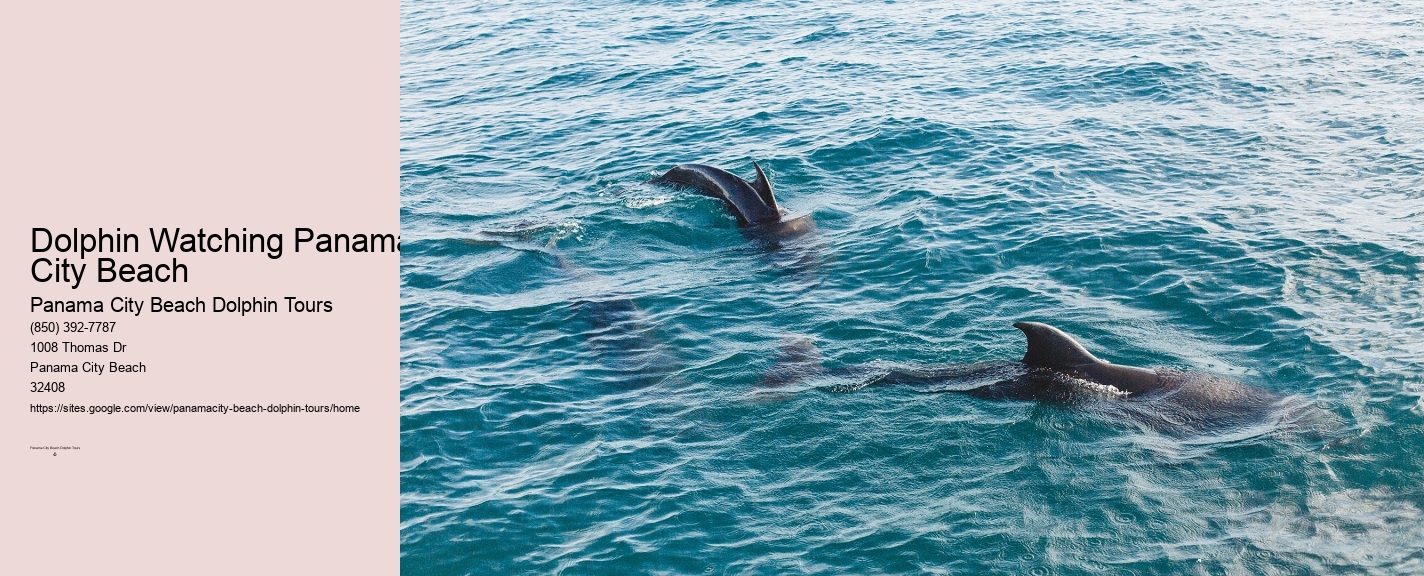 Dolphin Snorkeling Panama City Beach