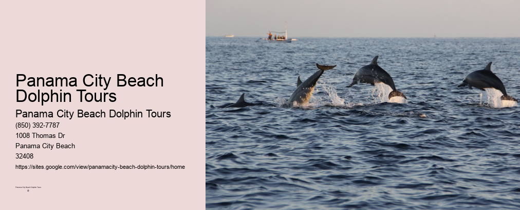 Swim With Dolphins Near Me