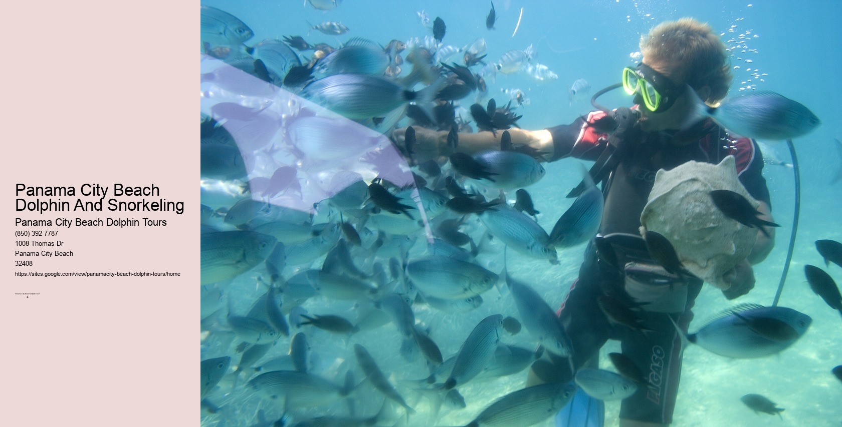 Swim With Dolphins Panama City Fl