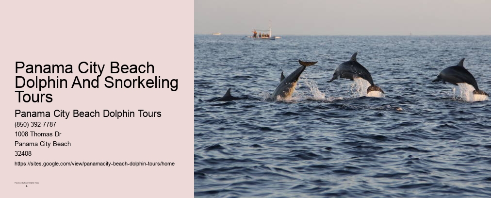 Panama City Beach Private Dolphin Tours
