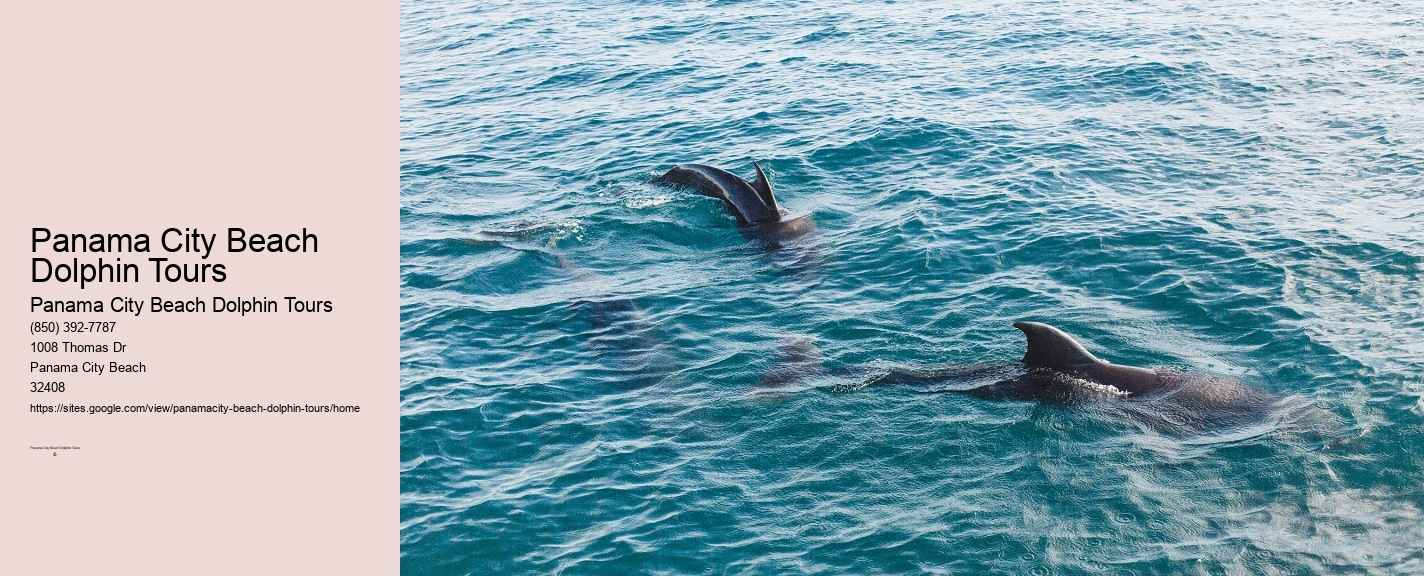 Panama City Beach Florida Dolphin Tours