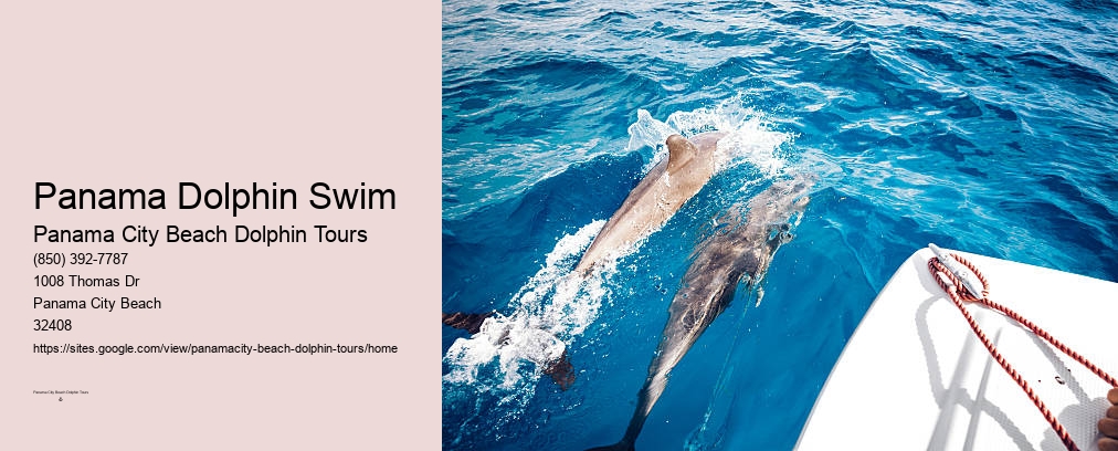 Shell Island Dolphin Swim