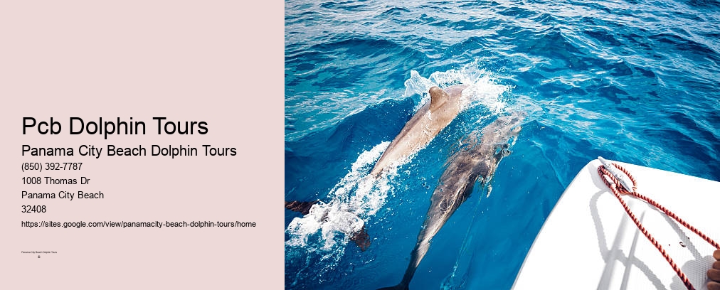 Dolphin Tours In Panama City Beach Florida