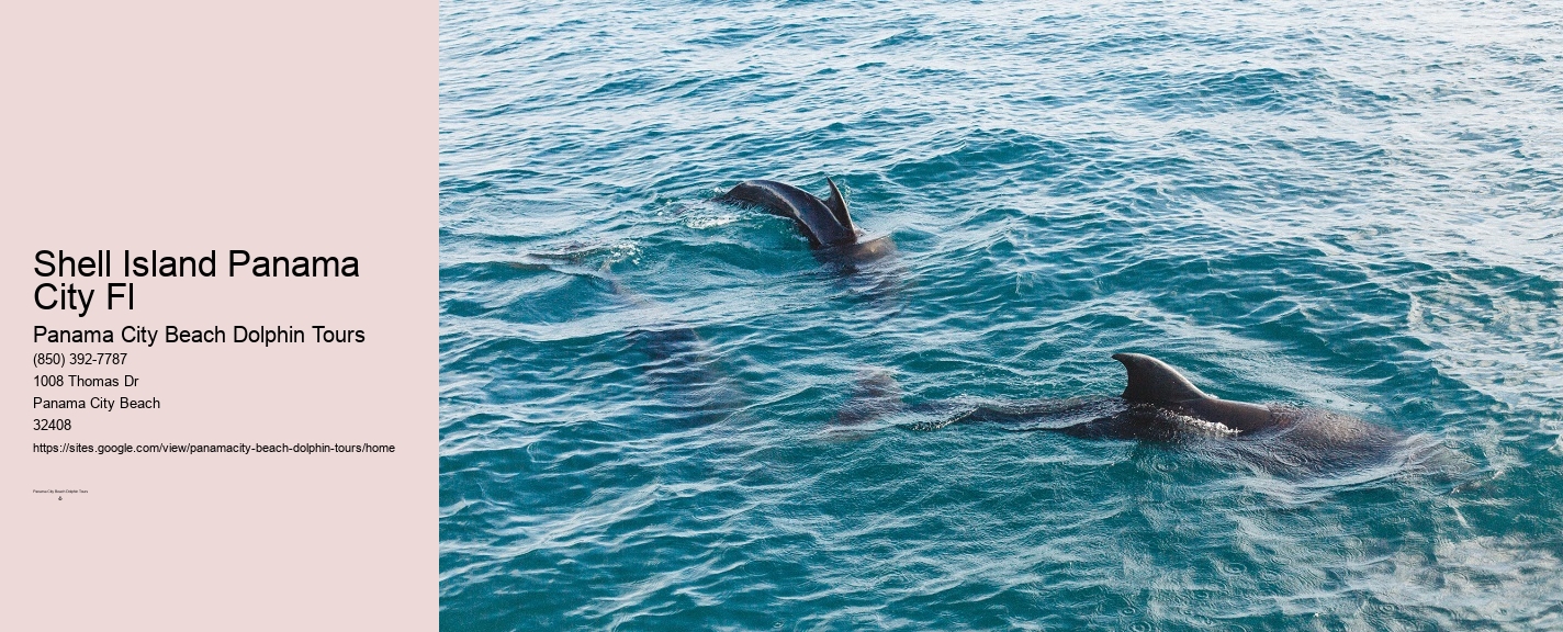 Dolphin Snorkeling Panama City Beach