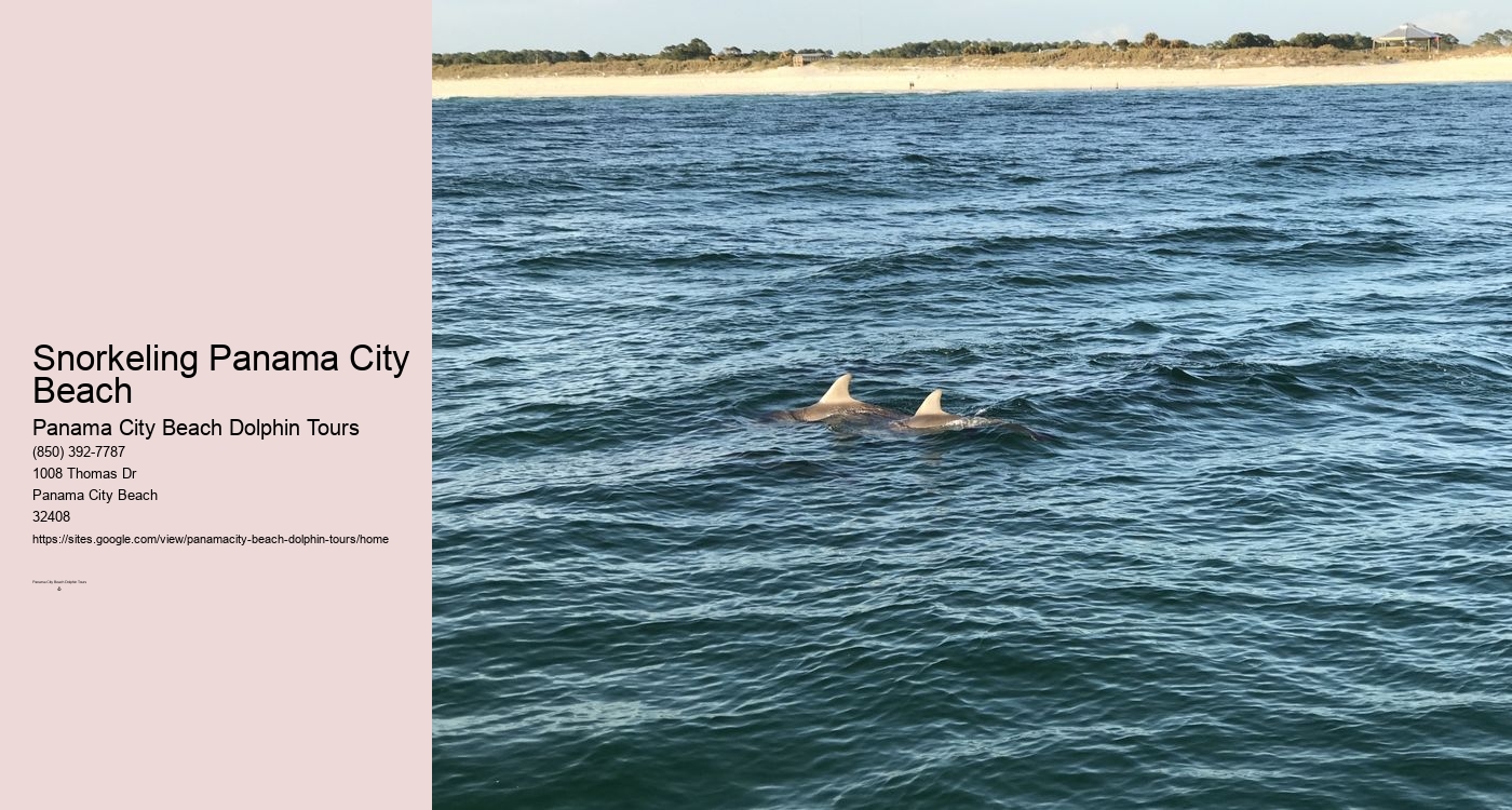 Panama City Beach Dolphin Tour With Snorkeling