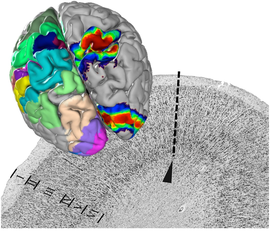 Mapping at multiple scales the most detailed atlas of the human brain