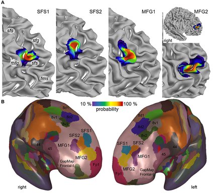 brain areas