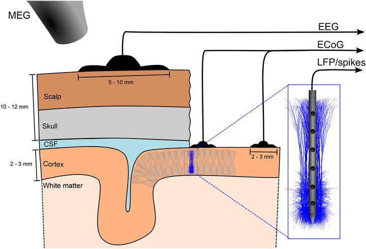 The Scientific Case For Brain Simulations News