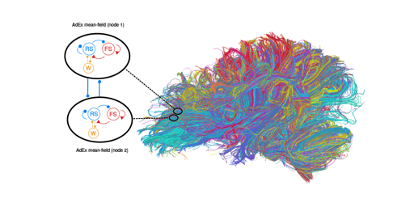 Brain Models 3.png