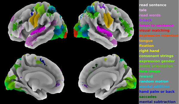 uformel hagl glemme Analysis of multitask functional MRI data for the establishment of a  neurocognitive atlas of the human brain