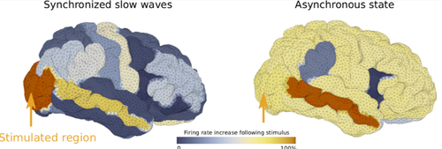 Brain Models 1.png