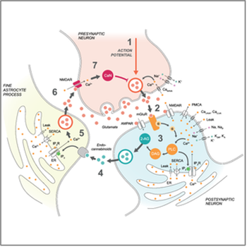 Multiple forms of working memory emerge from synapse–astrocyte interactions  in a neuron–glia network model