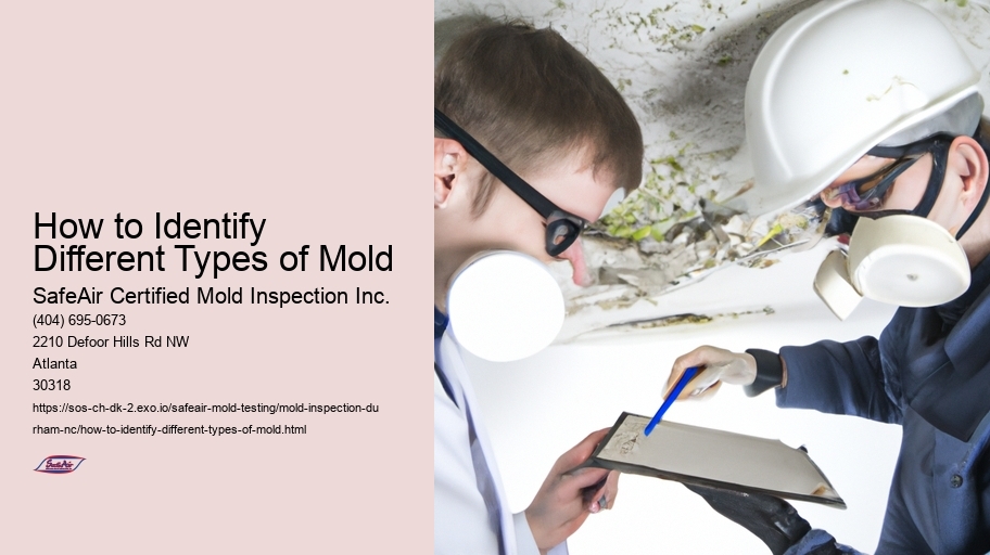 How to Identify Different Types of Mold