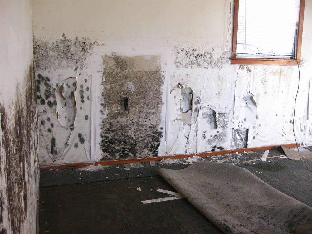 Steps to take if mold is discovered during an inspection