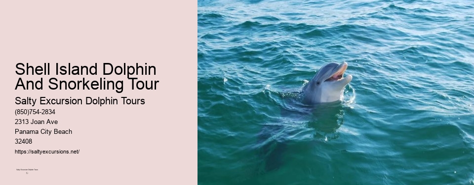 Shell Island Dolphin And Snorkeling Tour