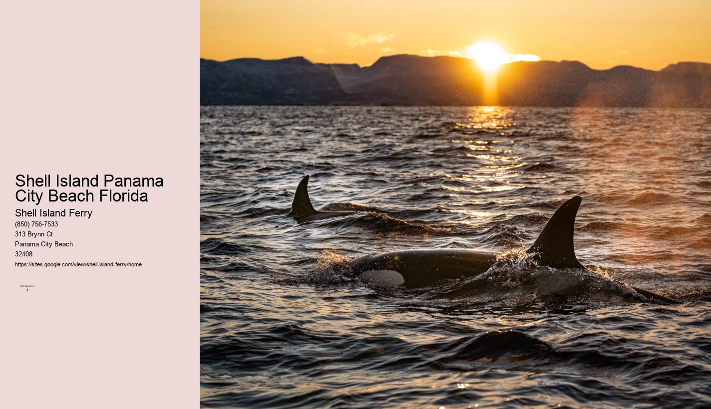 Shell Island Adventures	