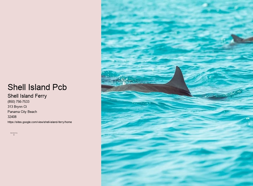 Shell Island Adventures	