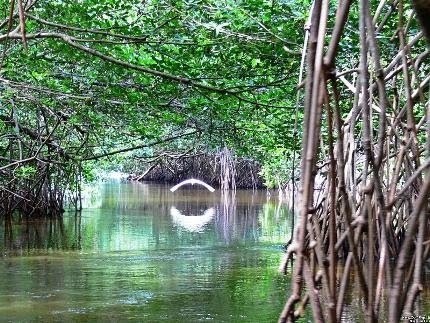 Estero Real