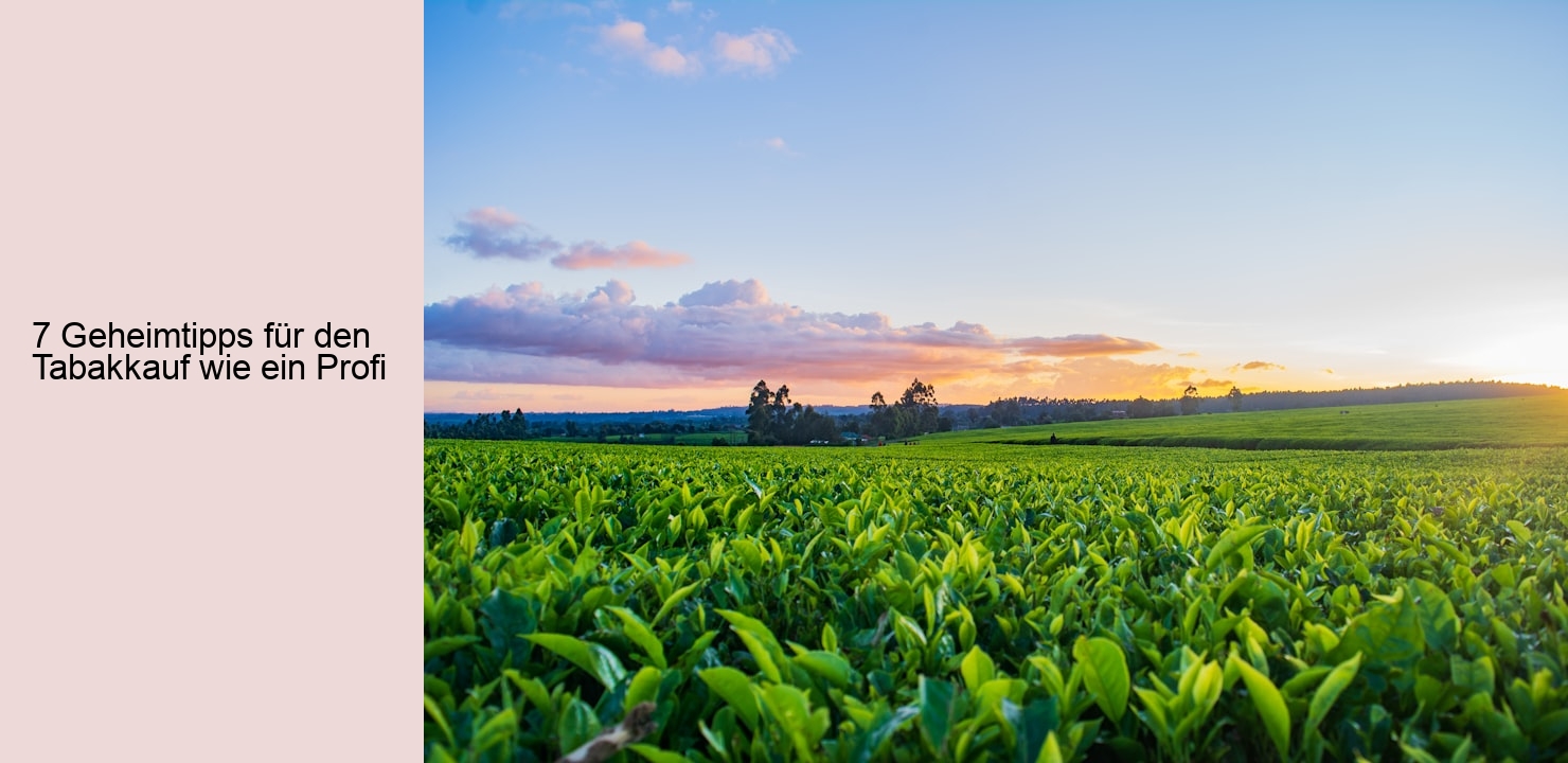 7 Geheimtipps für den Tabakkauf wie ein Profi
