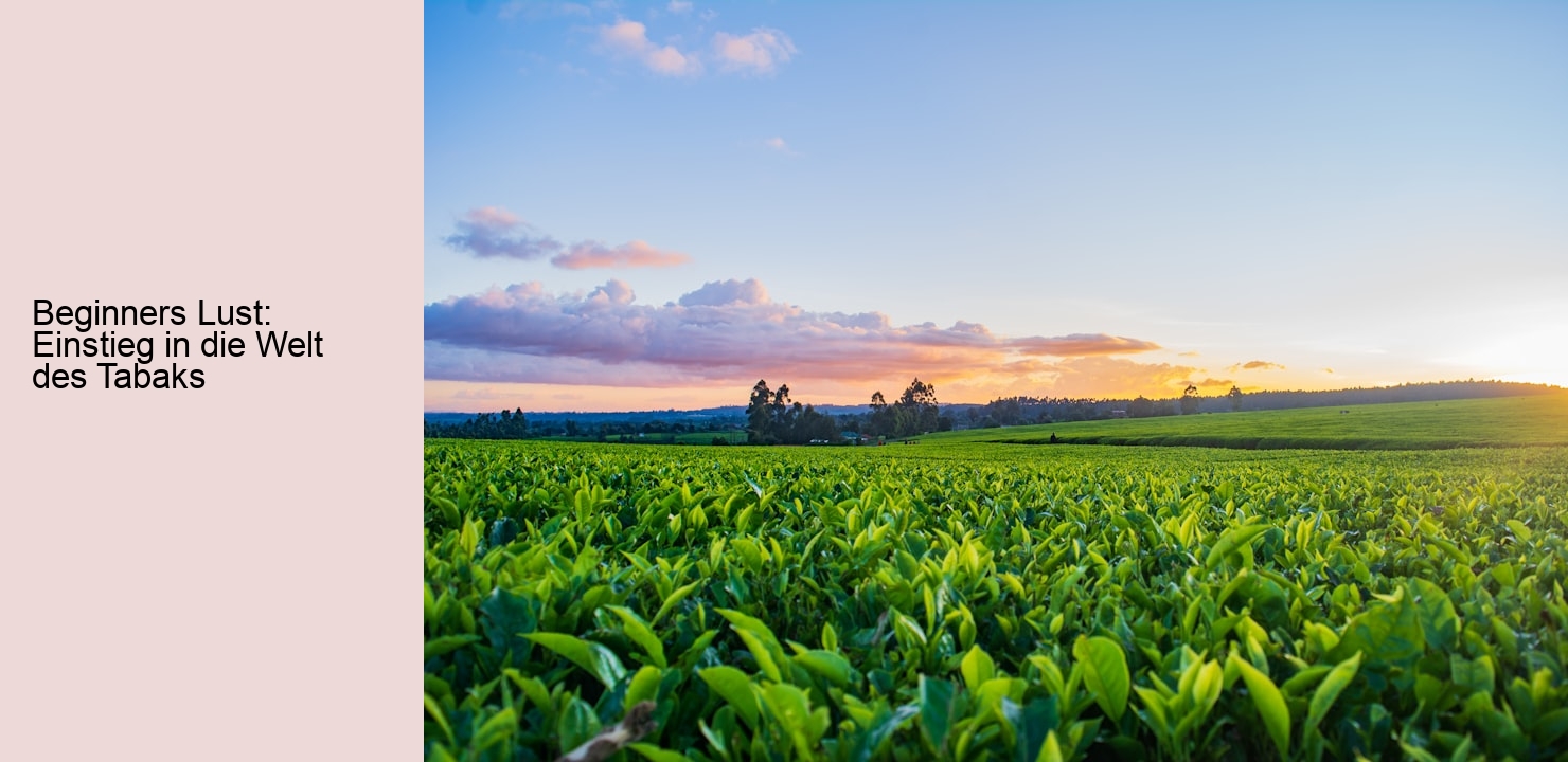 Beginners Lust: Einstieg in die Welt des Tabaks