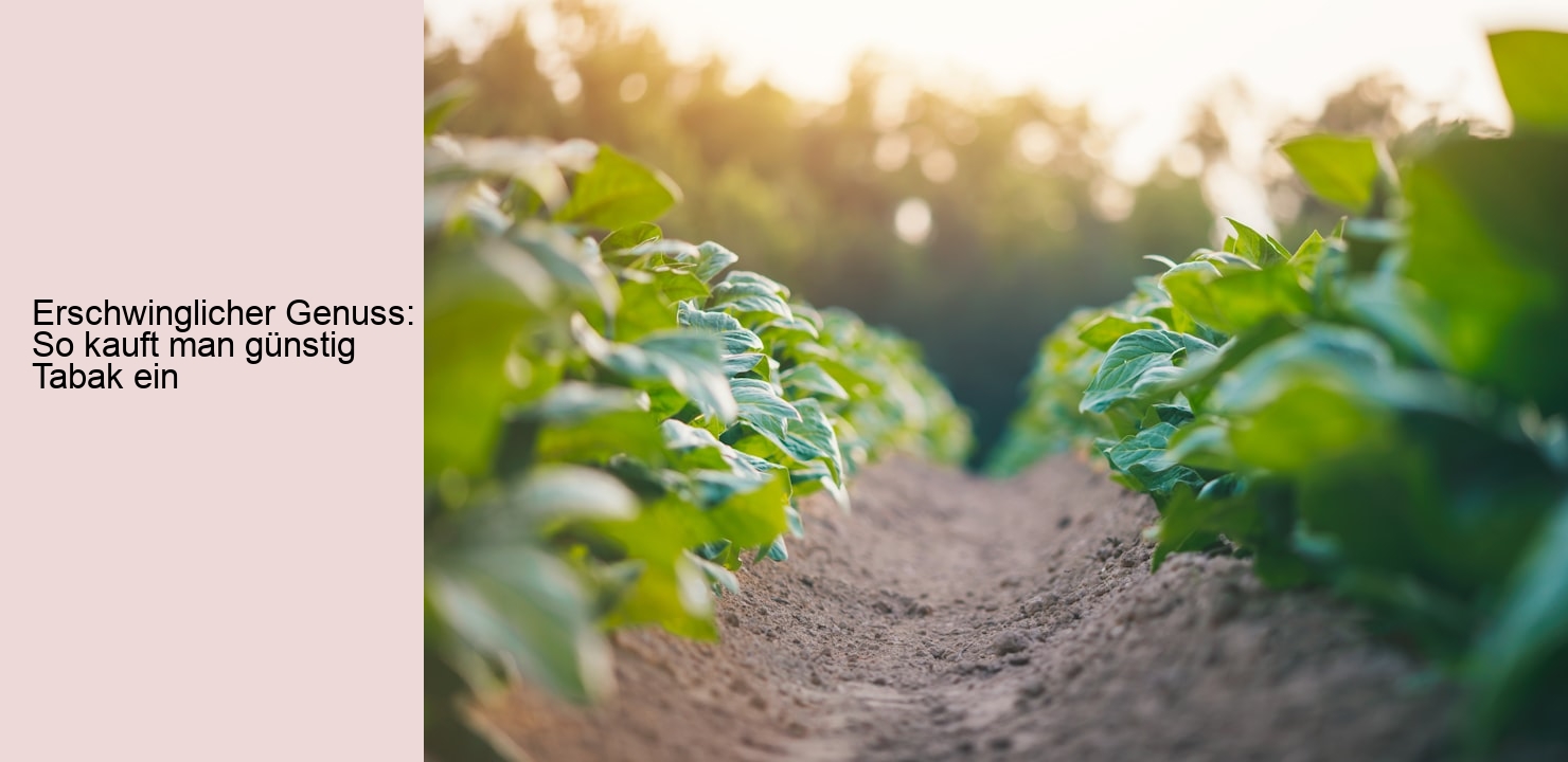 Erschwinglicher Genuss: So kauft man günstig Tabak ein