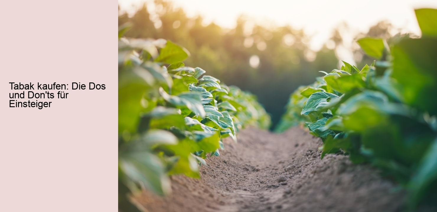 Tabak kaufen: Die Dos und Don'ts für Einsteiger